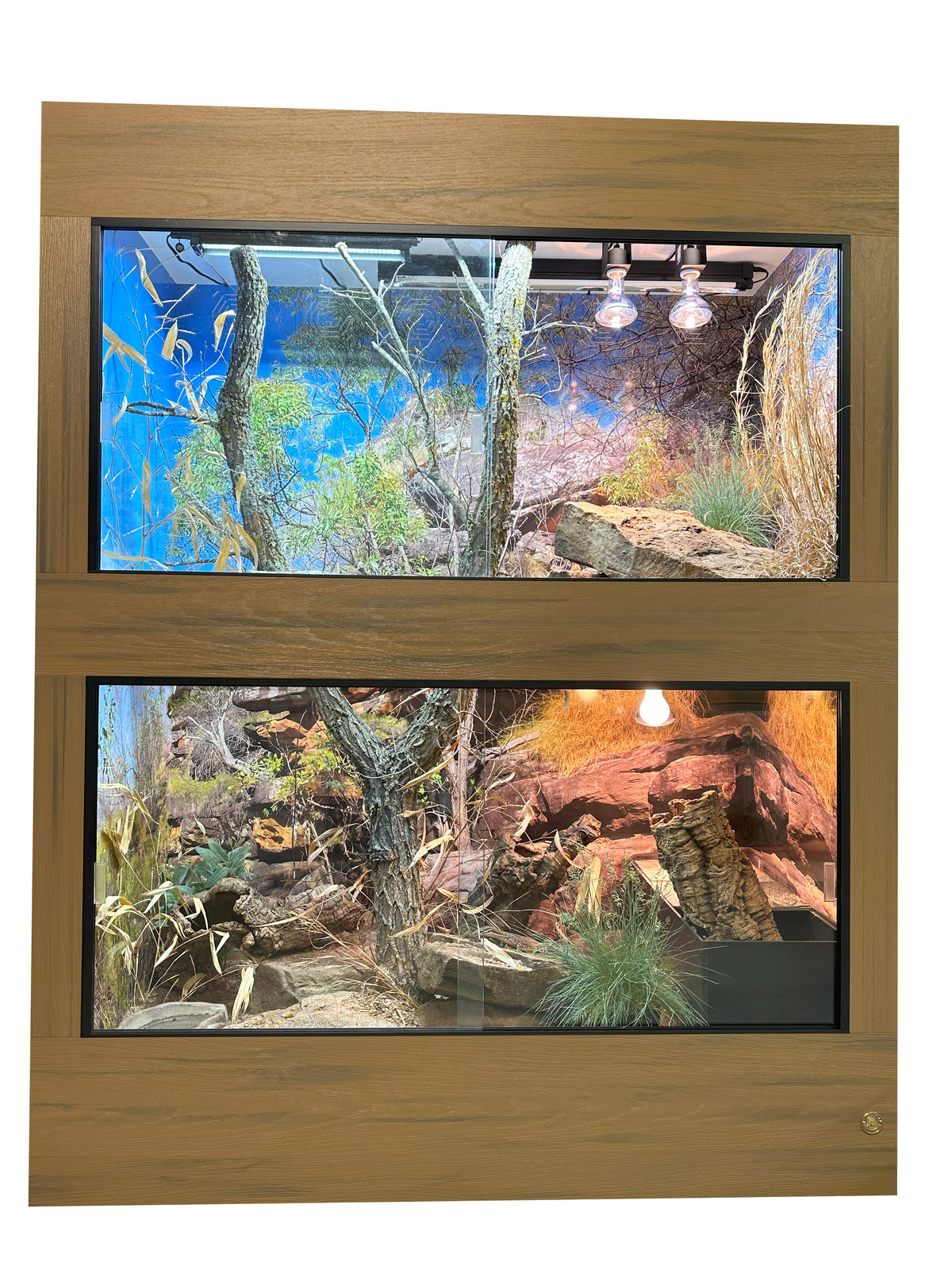 Toad Ranch reptile enclosure with high quality print background.
