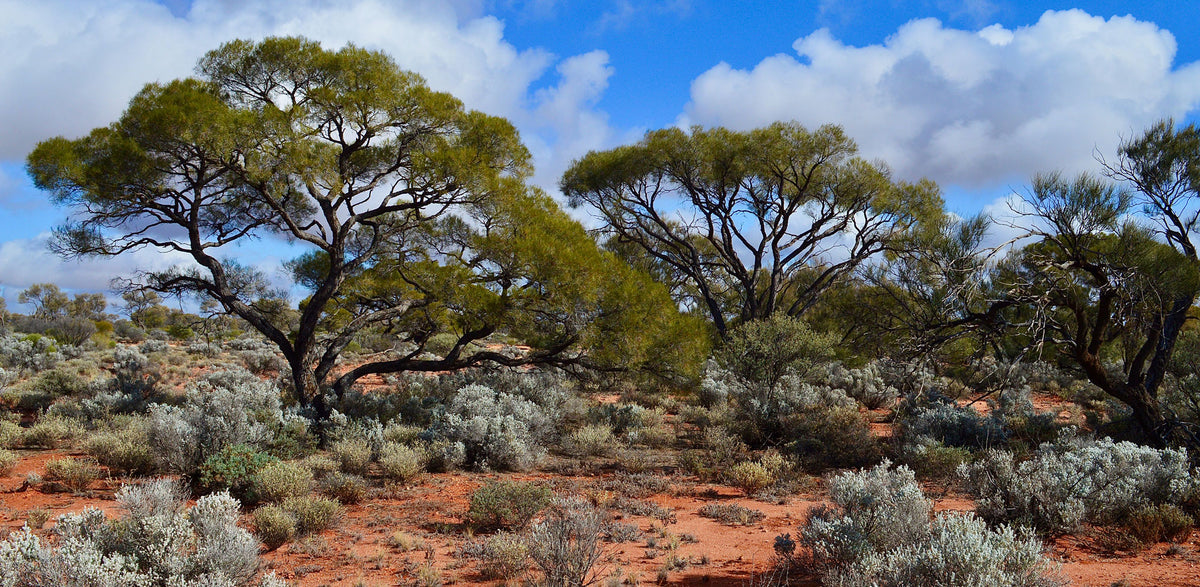 Australia- Central | Reptile Enclosure Backgrounds