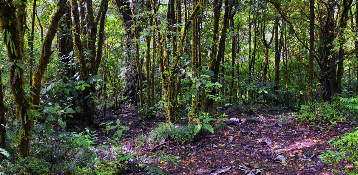 Costa Rica - Monteverde Cloud Forest  | Reptile Enclosure Backgrounds