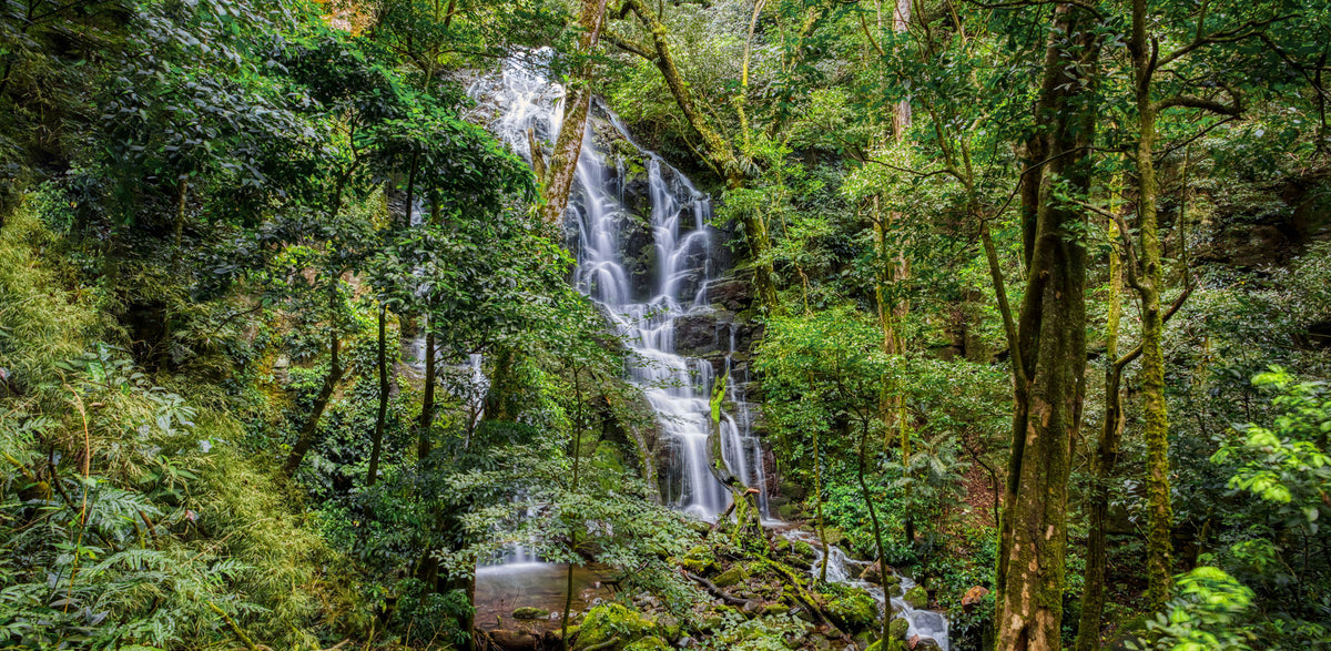 Costa Rica - Hidden Waterfall | Reptile Enclosure Backgrounds