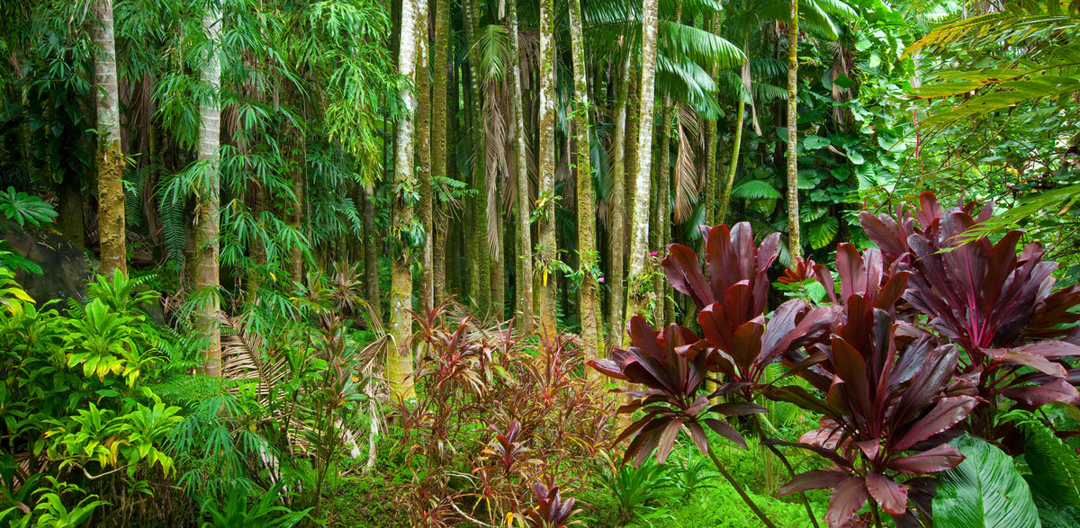 Hawaii-Rainforest | Reptile Enclosure Backgrounds
