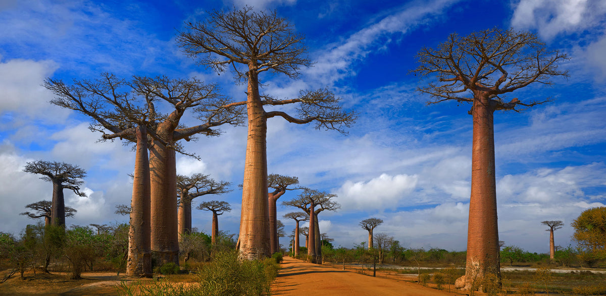 Madagascar - Baobab Alley | Reptile Enclosure Backgrounds