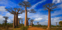 Madagascar - Baobab Alley | Reptile Enclosure Backgrounds