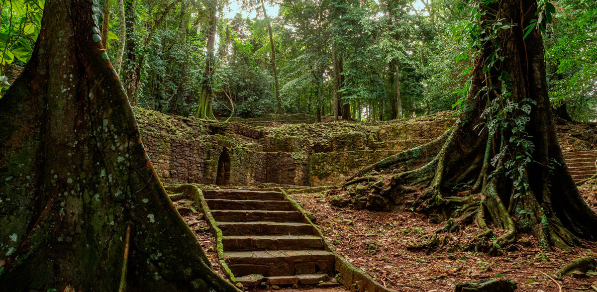 Mexico- Chiapas | Reptile Enclosure Backgrounds