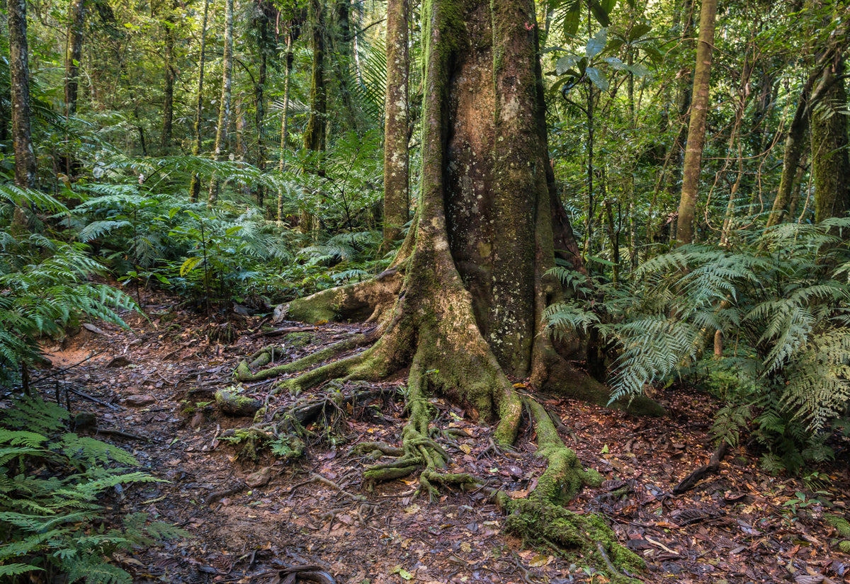 New Caledonia-Forest | Reptile Enclosure Backgrounds