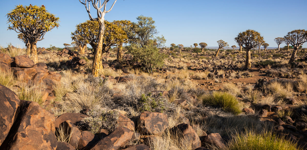 Africa- Namibia Rocky Desert | Reptile Enclosure Backgrounds