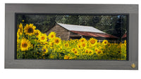Reptile enclosure background with weathered barn and sunflower fields.