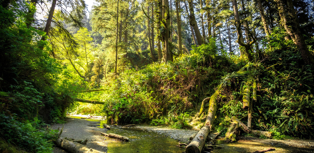 California- Fern Canyon | Reptile Enclosure Backgrounds