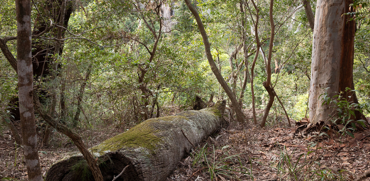 Australia- Sydney | Reptile Enclosure Backgrounds