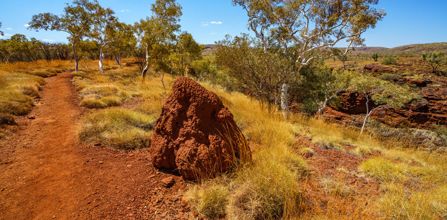 Australia- Hancock Gorge | Reptile Enclosure Backgrounds