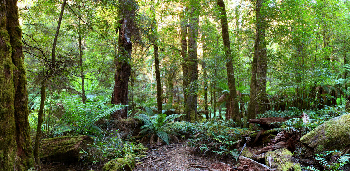 Lush Temperate Forest  Australia Reptile Enclosure Background