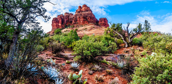 Reptile Enclosure Background with beautiful desert landscape with red rocks and cactus