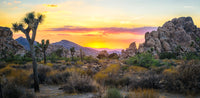 Destinations | California-Joshua Tree Sunset | Reptile Enclosure Backgrounds