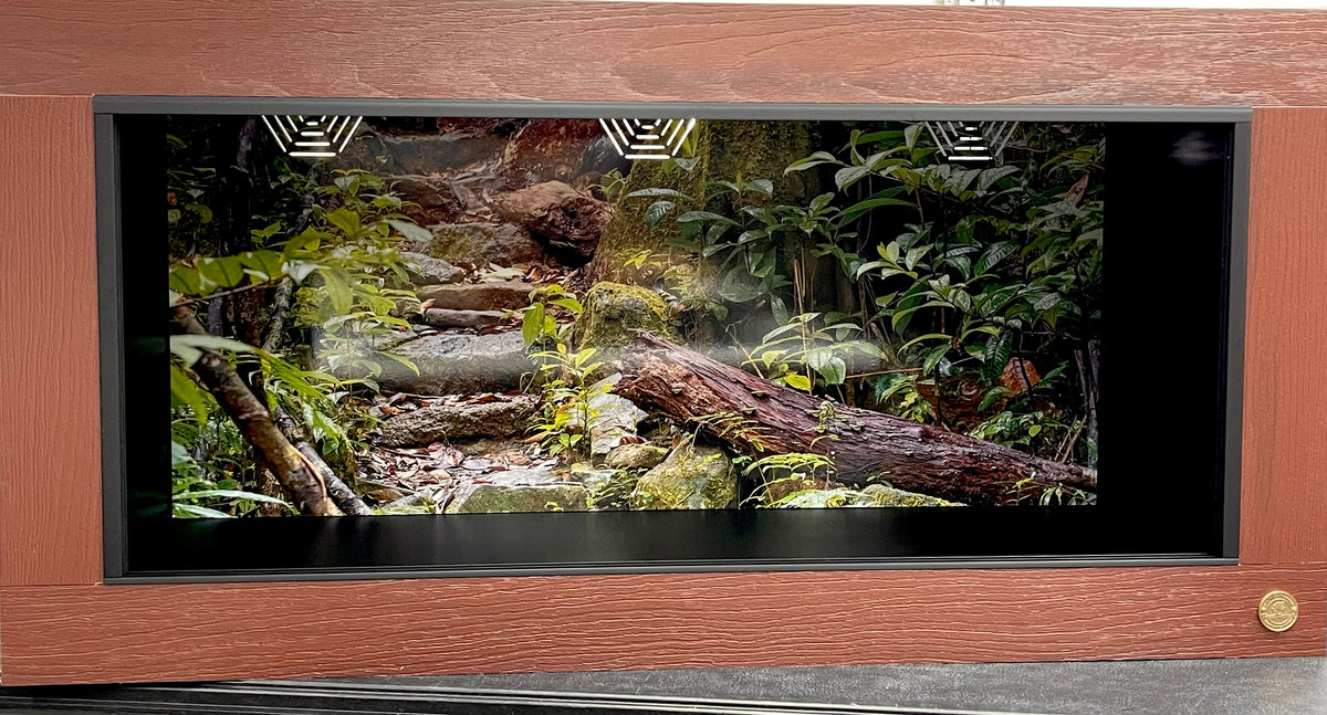 Madagascar Rainforest -Masoala National Park | Reptile Enclosure Backgrounds