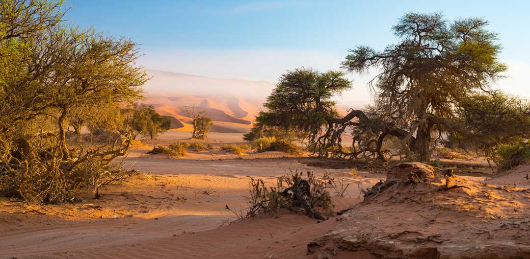 Africa - Namibia Acacia Tree | Reptile Enclosure Backgrounds