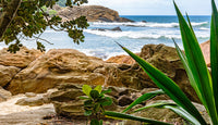 Reptile Enclosure Destinations Background. Beautiful Beach with relaxing waves Reptile Cage Background.