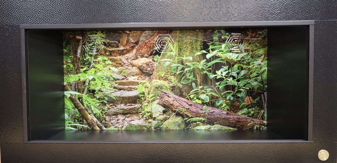 Madagascar Rainforest -Masoala National Park | Reptile Enclosure Backgrounds