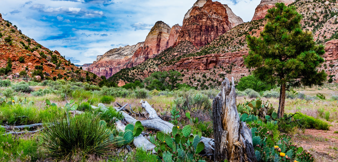 Utah- Zion National Park Cactus | Reptile Enclosure Backgrounds