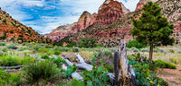 Utah- Zion National Park Cactus | Reptile Enclosure Backgrounds