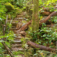 tropical reptile enclosure cage background