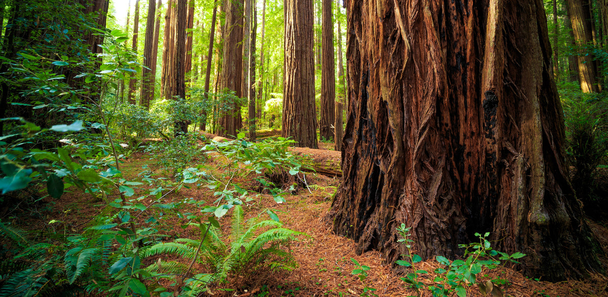 reptile enclosure background with Redwoods National Forest