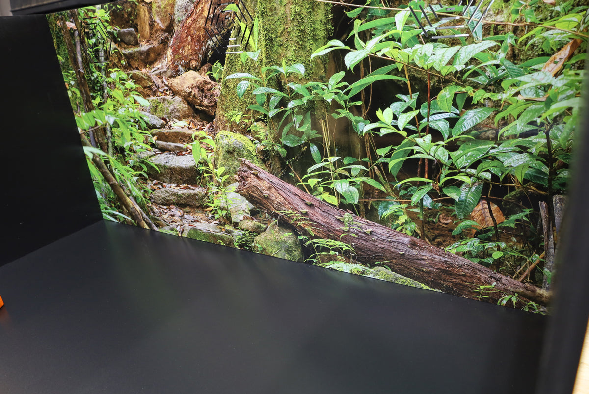 Madagascar Rainforest -Masoala National Park | Reptile Enclosure Backgrounds