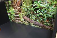 Madagascar Rainforest -Masoala National Park | Reptile Enclosure Backgrounds