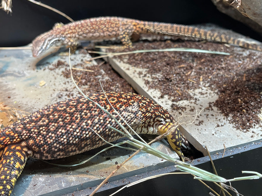 Bask-N-Nest | Reptile Nest Box | Reptile Basking Platform