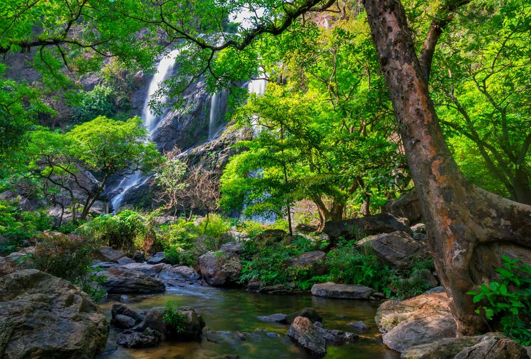 Thailand-Waterfall | Reptile Enclosure Backgrounds
