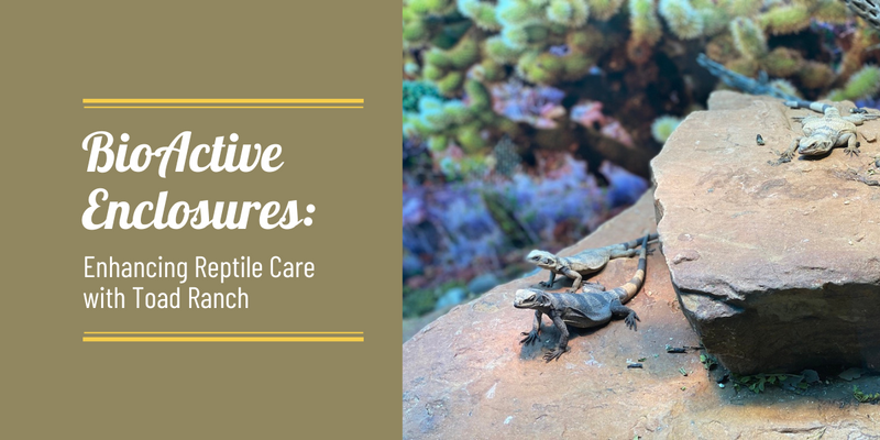 BioActive Enclosures: Enhancing Reptile Care with Toad Ranch Cages