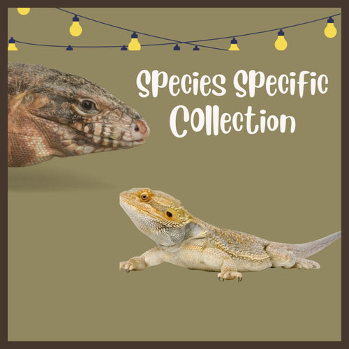 Reptile enclosures for Bearded Dragons, Uromastyx, Tegus, Ball Pythons and more