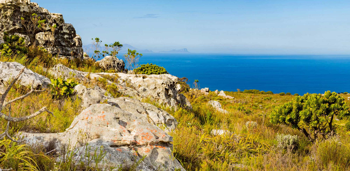 Africa- Southern Coast | Reptile Enclosure Backgrounds