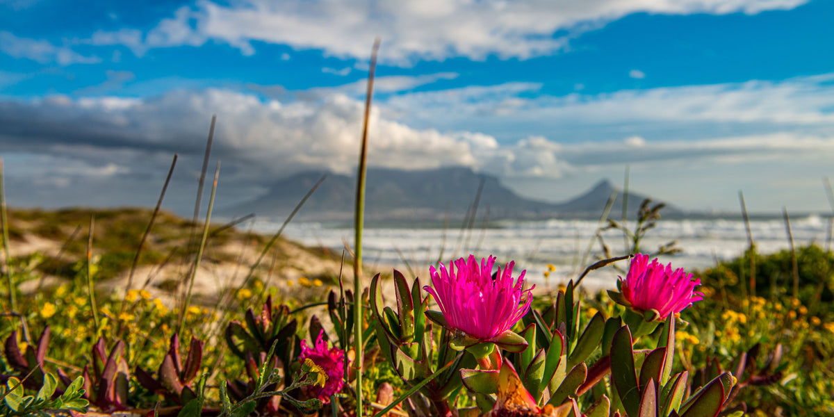 Africa- Cape Town Succulents | Reptile Enclosure Background