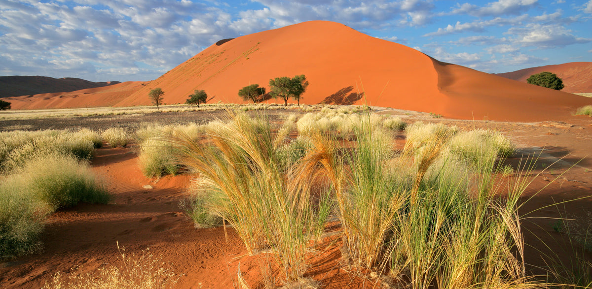 Africa-Namibia Dune | Reptile Enclosure Backgrounds