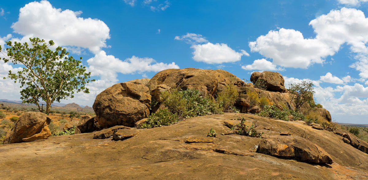 Africa- Savannah Kopje | Reptile Enclosure Backgrounds