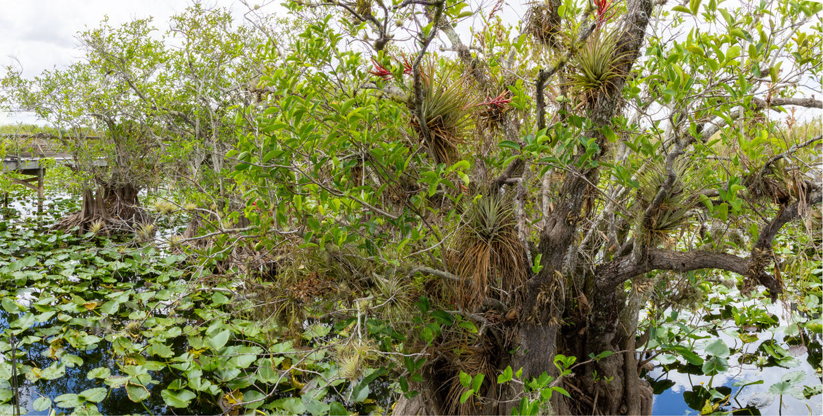 Florida-Anhinga Trail-Everglades NP | Reptile Enclosure Backgrounds