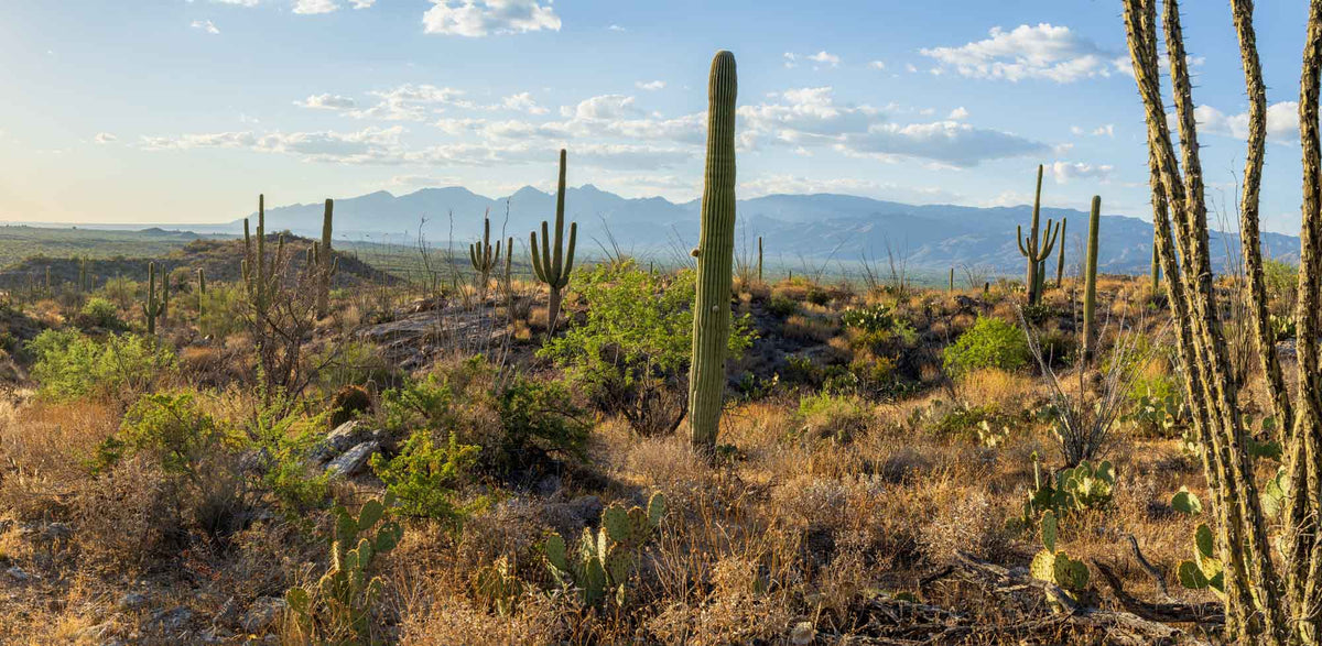 Saguaro NP- Arizona #136 | National Parks Edition-Reptile Enclosure Backgrounds