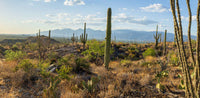 Saguaro NP- Arizona #136 | National Parks Edition-Reptile Enclosure Backgrounds