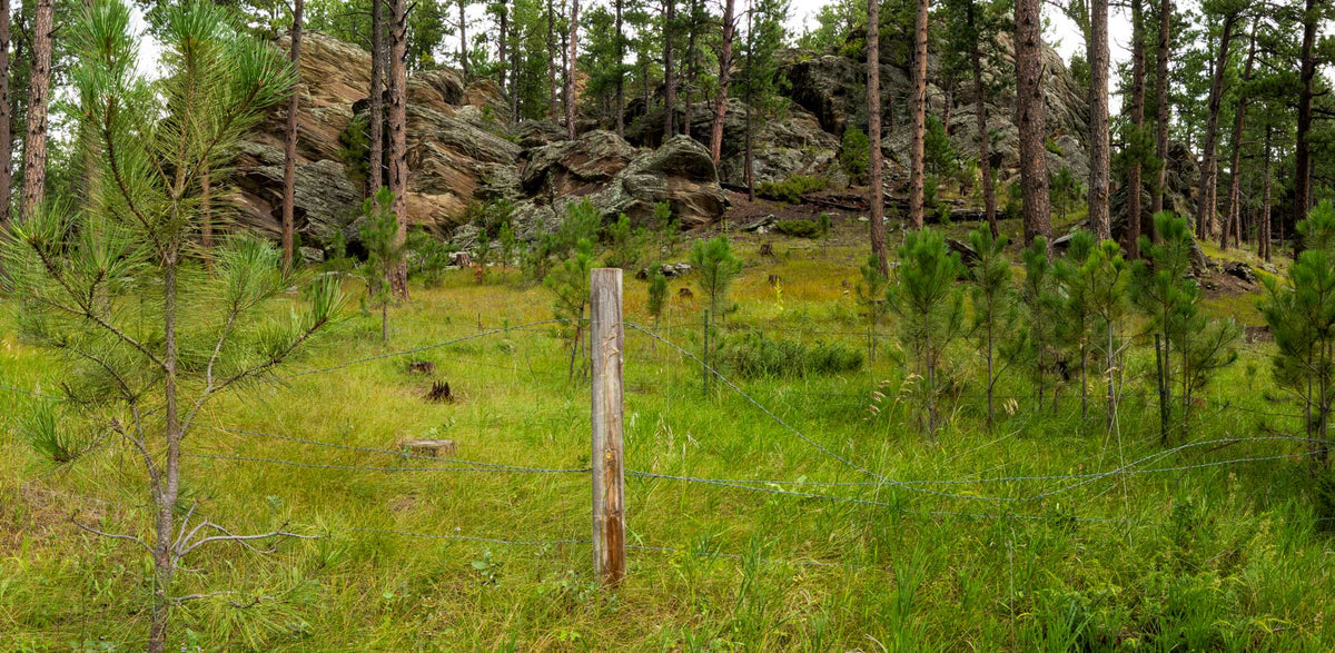 Black Hills-South Dakota TR367| National Parks Edition-Reptile Enclosure Backgrounds