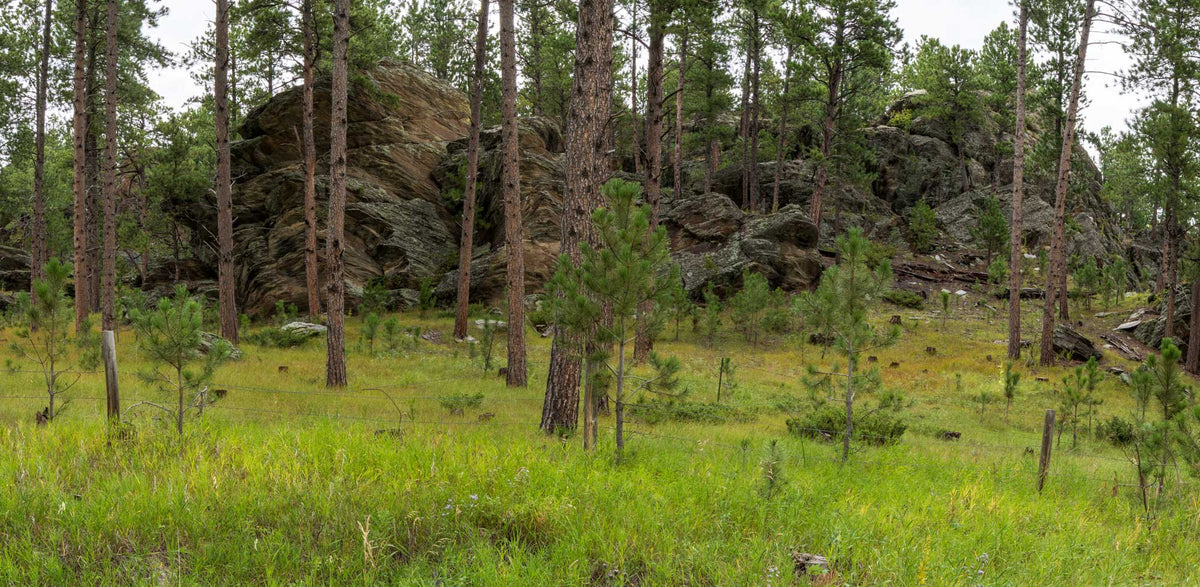 Black Hills-South Dakota TR379| National Parks Edition-Reptile Enclosure Backgrounds