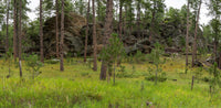 Black Hills-South Dakota TR379| National Parks Edition-Reptile Enclosure Backgrounds