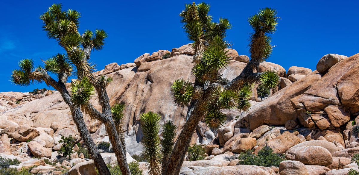 California- Giant Joshua Tree | Reptile Enclosure Backgrounds