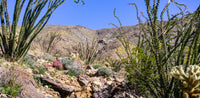 Reptile Enclosure backdrop featuring beautiful desert rocks & cactus.