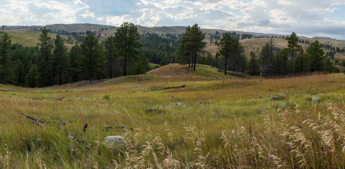Custer State Park- South Dakota TR355   | National Parks Edition-Reptile Enclosure Backgrounds