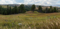 Custer State Park- South Dakota TR355   | National Parks Edition-Reptile Enclosure Backgrounds