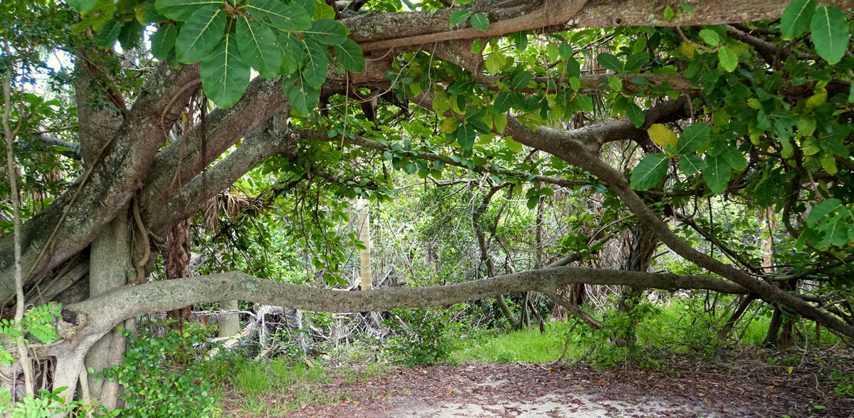 Florida- Hugh Taylor Birch State Park | Reptile Enclosure Backgrounds