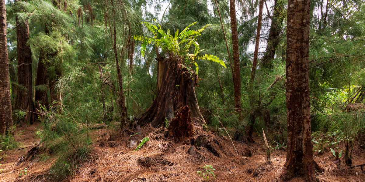 Florida- Pines | Reptile Enclosure Background