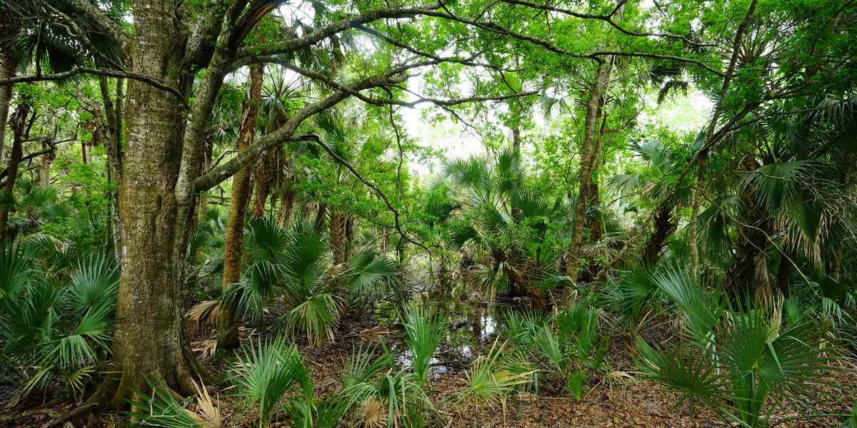 Florida-Palms | Reptile Enclosure Backgrounds