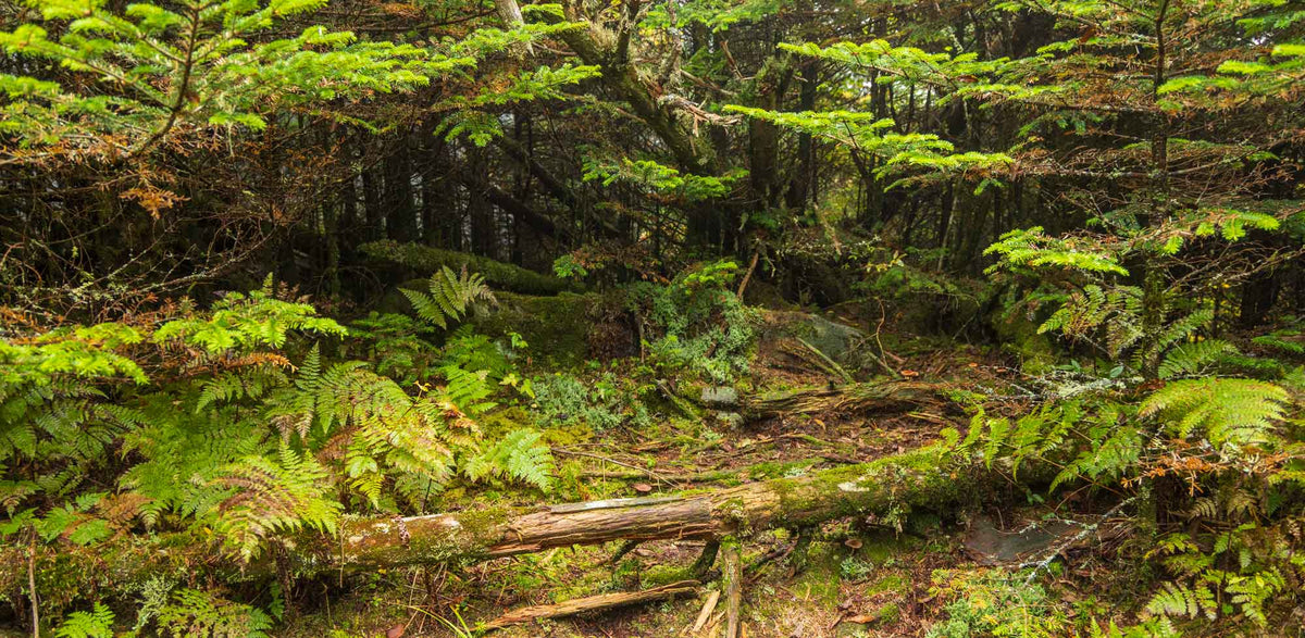 GSM NP Kuwohi Trail- Tennessee TR435   | National Parks Edition-Reptile Enclosure Backgrounds