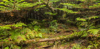 GSM NP Kuwohi Trail- Tennessee TR435   | National Parks Edition-Reptile Enclosure Backgrounds